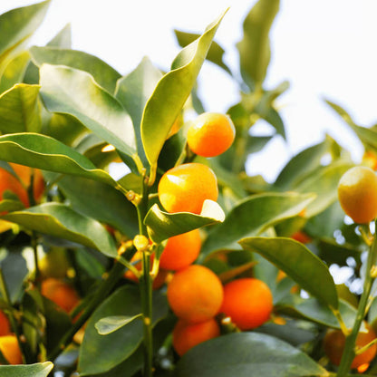Yellow-Orange Kumquat Seeds - Fruit Plant for Home Gardens