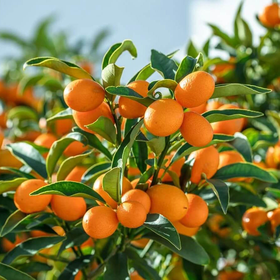 Yellow-Orange Kumquat Seeds - Fruit Plant for Home Gardens