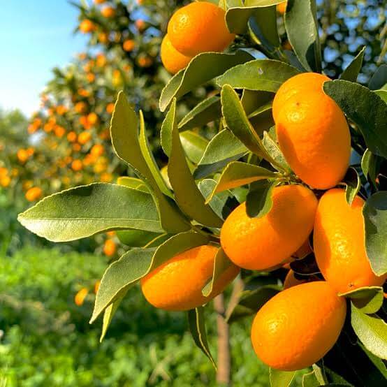 Yellow-Orange Kumquat Seeds - Fruit Plant for Home Gardens