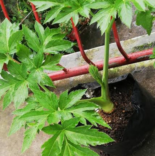 Yellow-Stem Ashitaba Seeds - Heirloom Seeds for Home Gardens
