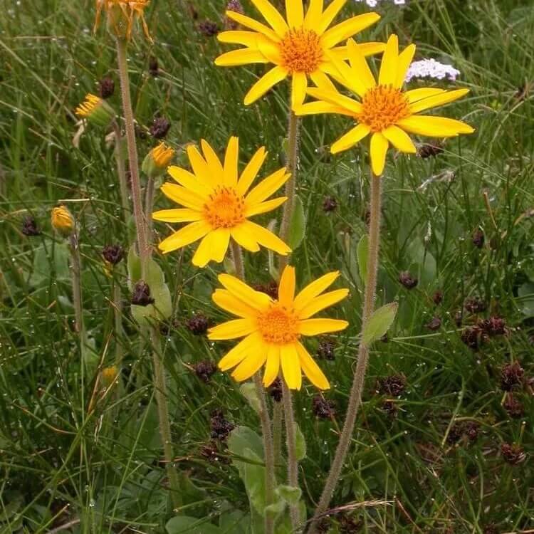 Yellow Arnica Montana  Seeds
