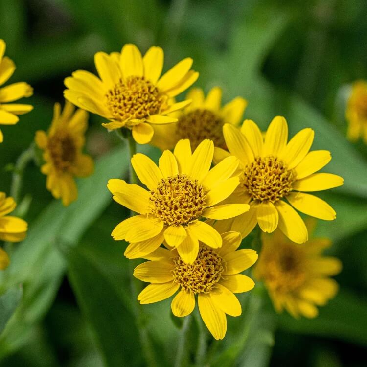 Yellow Arnica Montana  Seeds