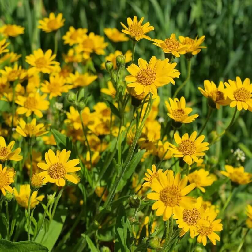 Yellow Arnica Montana  Seeds