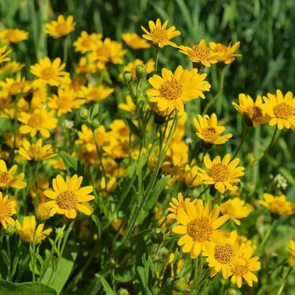 Yellow Arnica Montana  Seeds