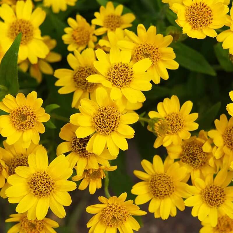 Yellow Arnica Montana  Seeds