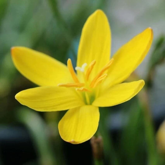 Yellow Balsamine Seeds 