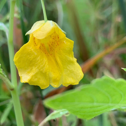 Yellow Balsamine Seeds 