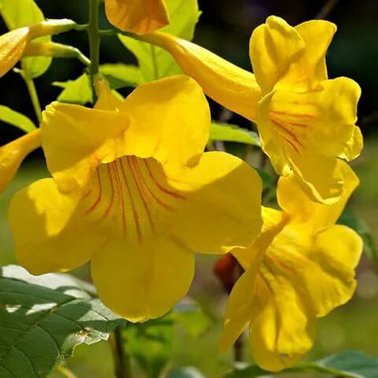 Yellow Balsamine Seeds 