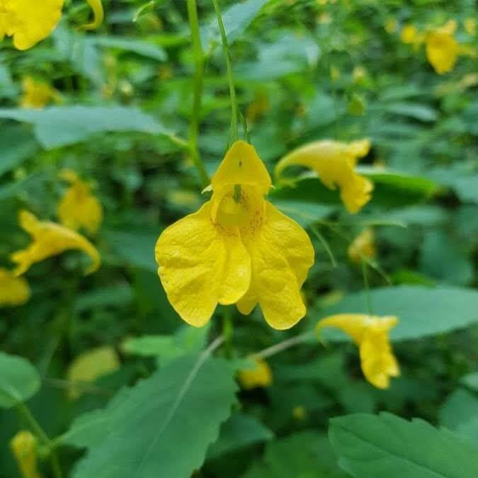 Yellow Balsamine Seeds 