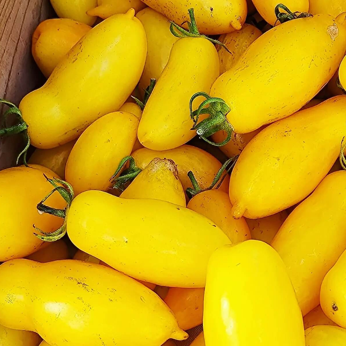 Yellow Banana Tomato Seeds 
