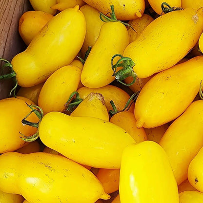 Yellow Banana Tomato Seeds 