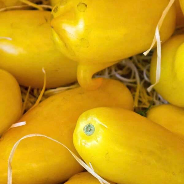 Yellow Banana Tomato Seeds