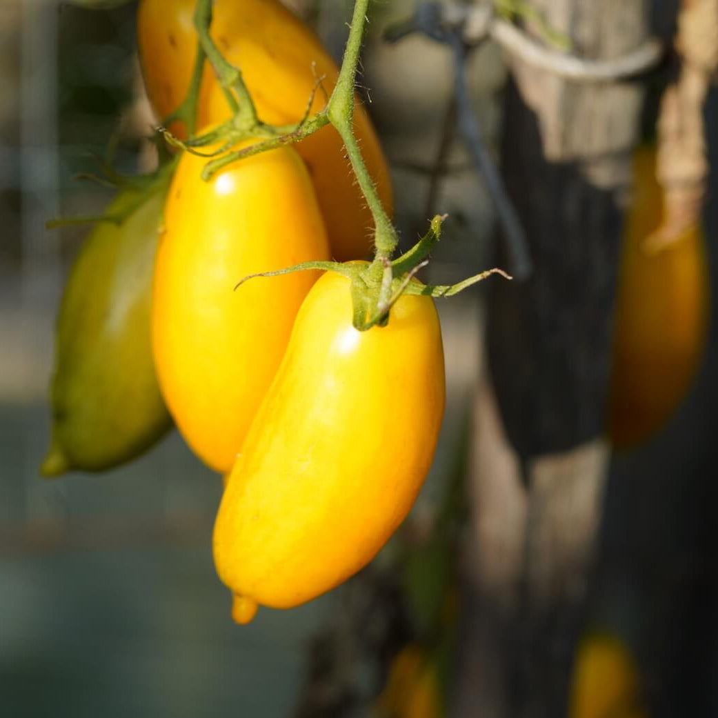 Yellow Banana Tomato Seeds