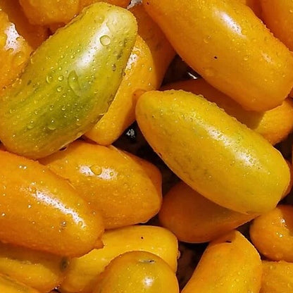 Yellow Banana Tomato Seeds 