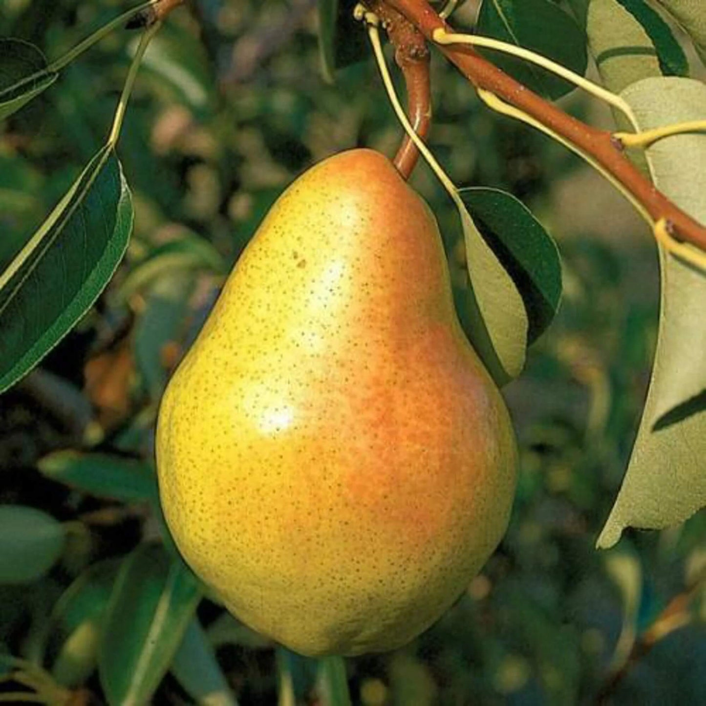 Yellow Bartlett Pear Seeds