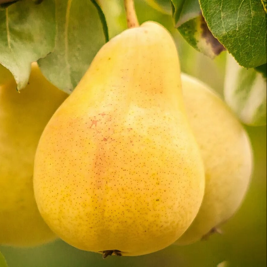 Yellow Bartlett Pear Seeds