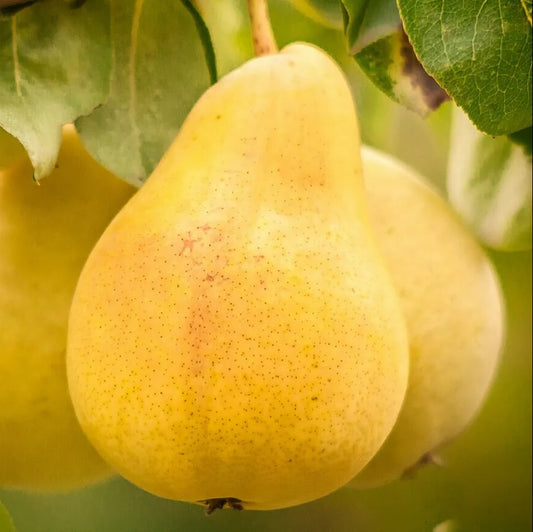Yellow Bartlett Pear Seeds