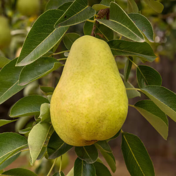Yellow Bartlett Pear Seeds