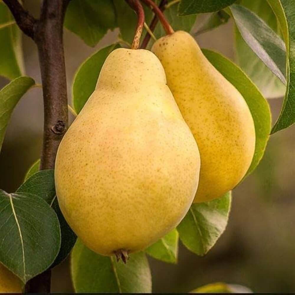 Yellow Bartlett Pear Seeds