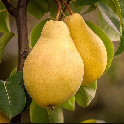 Yellow Bartlett Pear Seeds