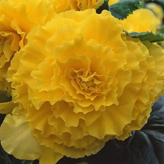 Yellow Begonia Seeds - Flower Plant