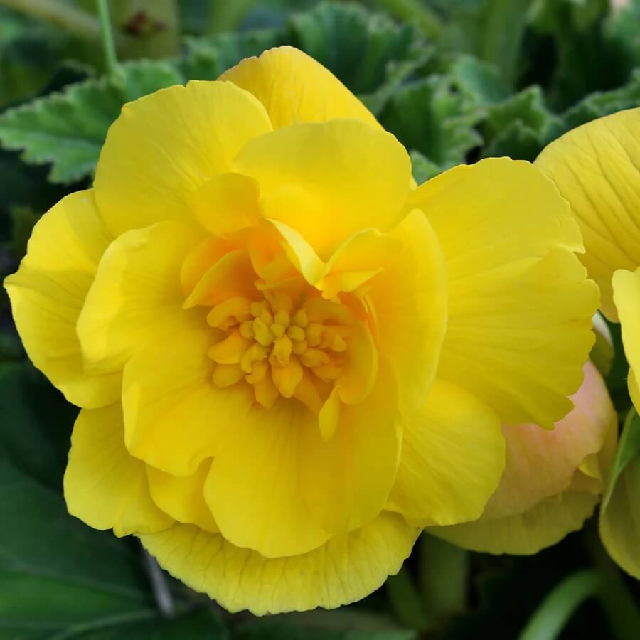 Yellow Begonia Seeds - Flower Plant