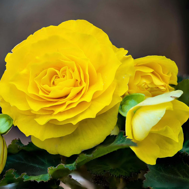 Yellow Begonia Seeds - Flower Plant
