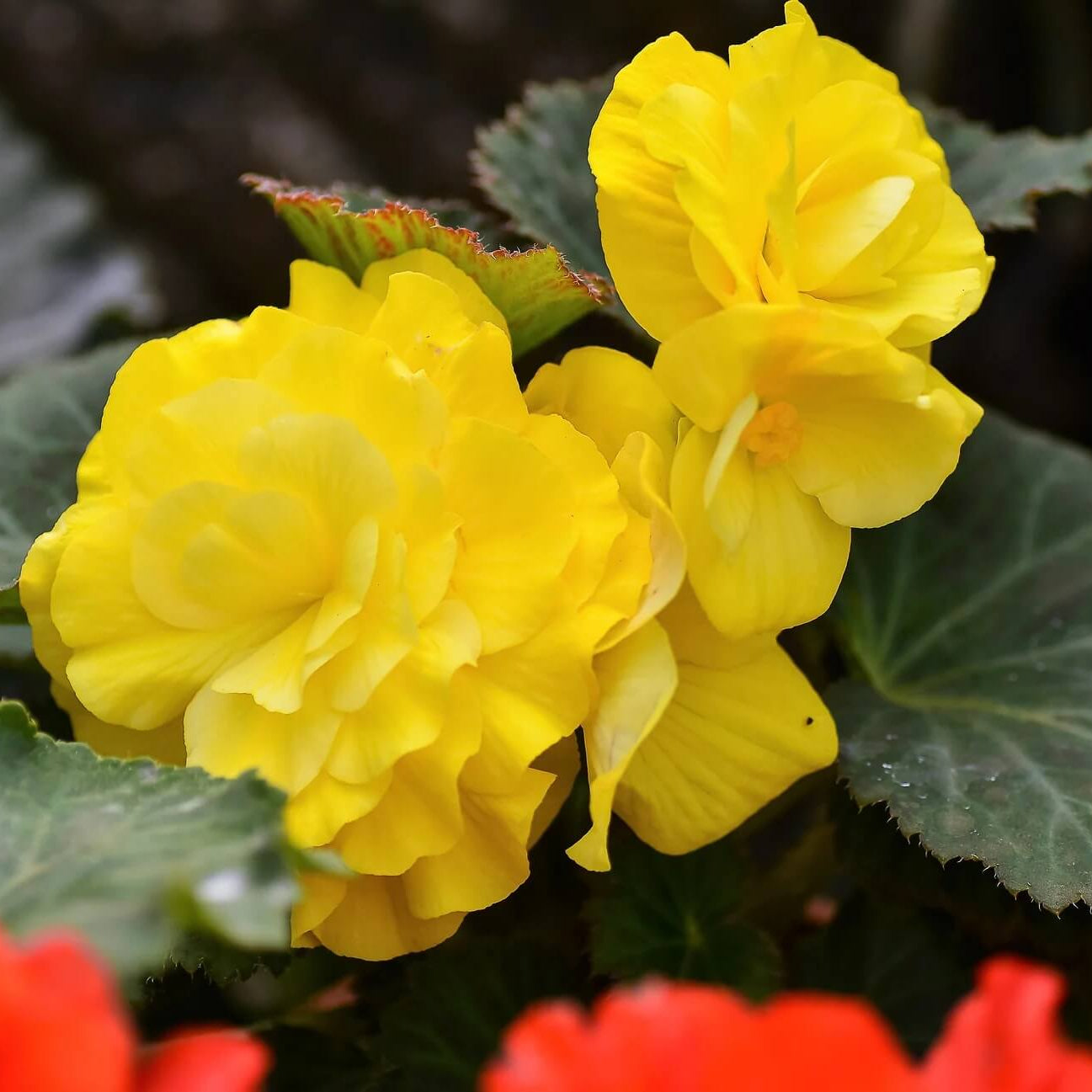 Yellow Begonia Seeds - Flower Plant