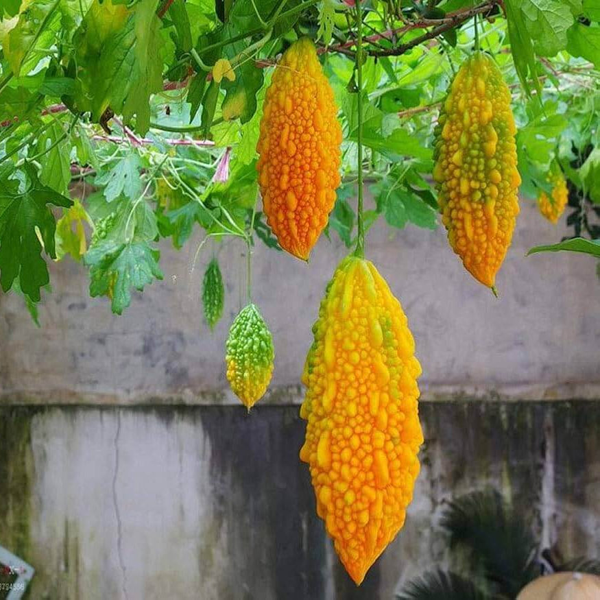 Yellow Bitter Gourd Seeds