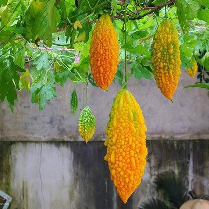 Yellow Bitter Gourd Seeds