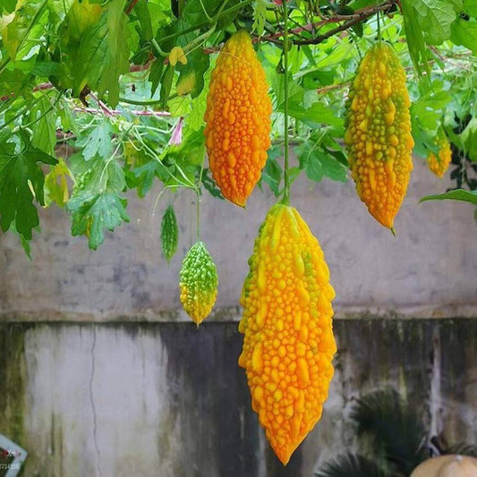 Yellow Bitter Gourd Seeds