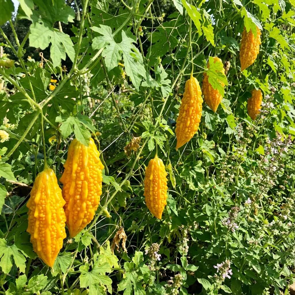 Yellow Bitter Gourd Seeds