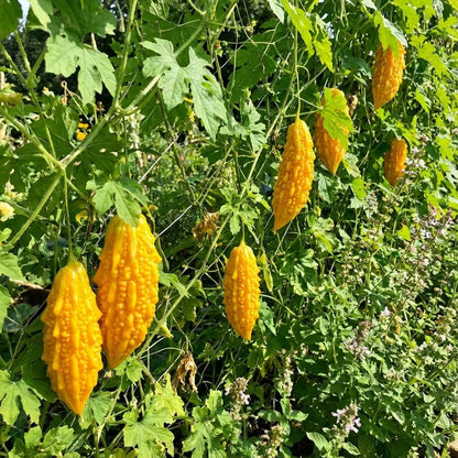 Yellow Bitter Gourd Seeds