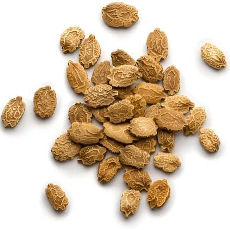 Yellow Bitter Gourd Seeds