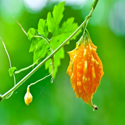 Yellow Bitter Gourd Seeds