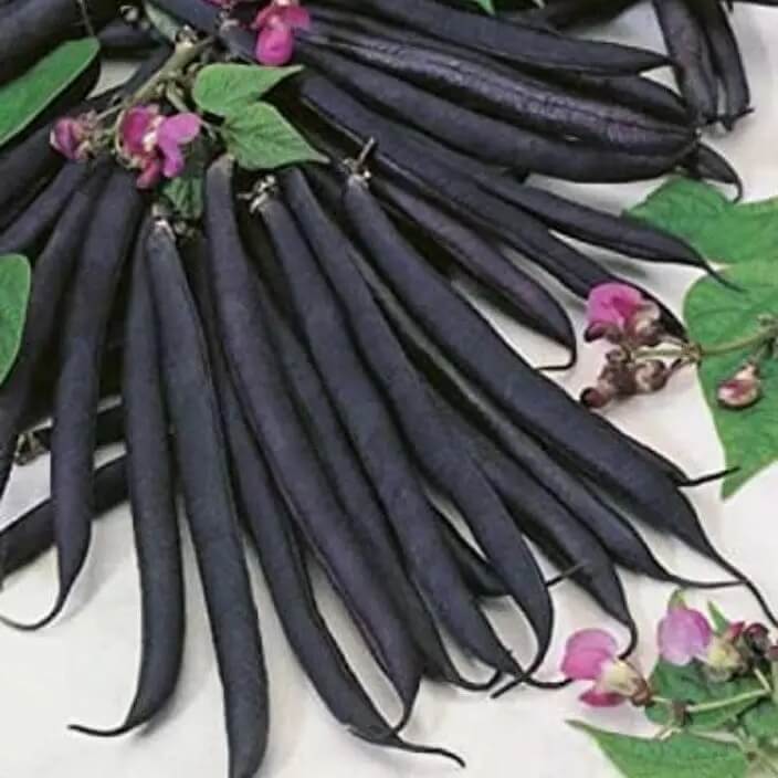 Yellow Black Bacau Pole Bean Seeds - Vegetable Plant