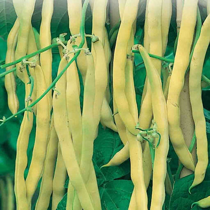 Yellow Black Bacau Pole Bean Seeds - Vegetable Plant