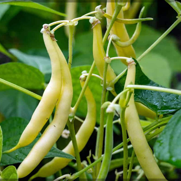 Yellow Black Bacau Pole Bean Seeds - Vegetable Plant