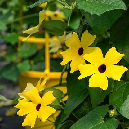 Yellow Black Eyed Susan Vine Seeds