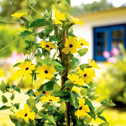 Yellow Black Eyed Susan Vine Seeds