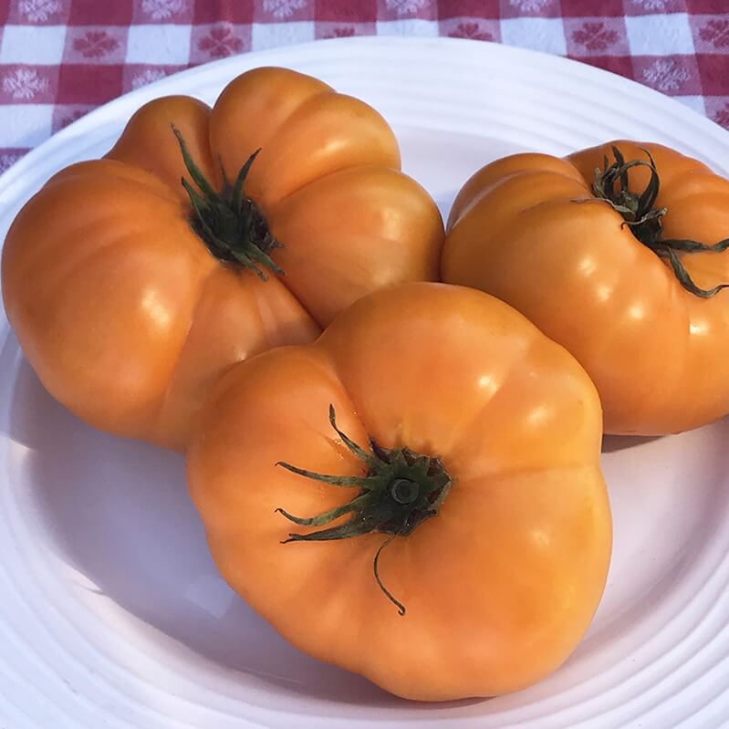 Yellow Brandywine Tomato Seeds - Vegetable Plant