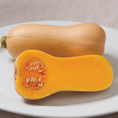 Yellow Butternut  Squash Seeds