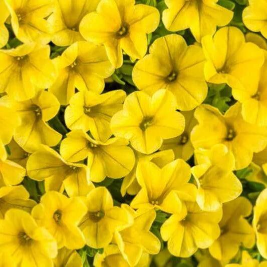 Yellow Calibrachoa Seeds