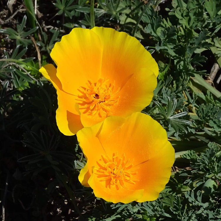 Yellow California Poppy Seeds - Flower Plant for Home Gardens