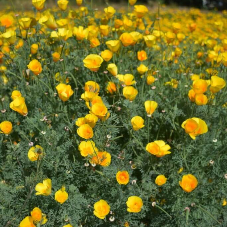 Yellow California Poppy Seeds - Flower Plant for Home Gardens