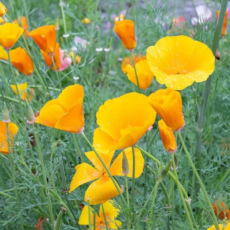 Yellow California Poppy Seeds - Flower Plant for Home Gardens