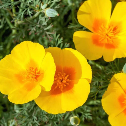 Yellow California Poppy Seeds - Flower Plant for Home Gardens