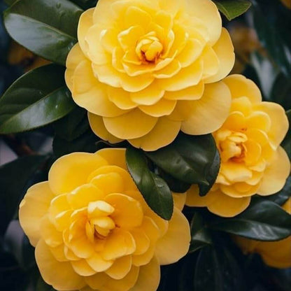 Yellow Camellia Seeds