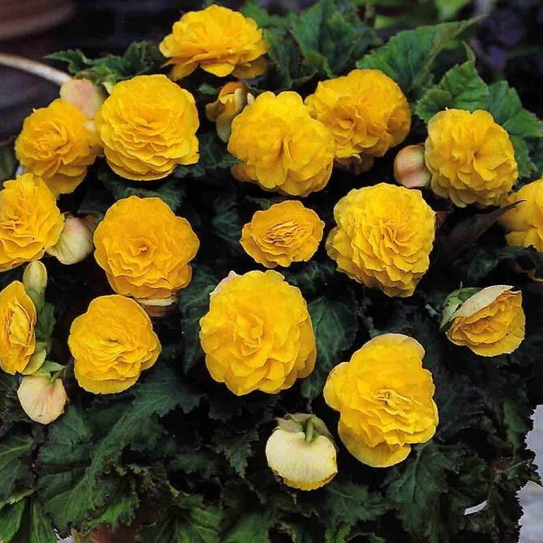 Yellow Camellia Seeds