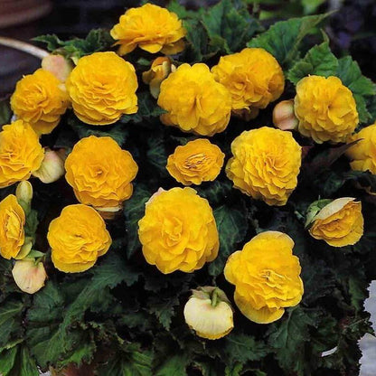 Yellow Camellia Seeds